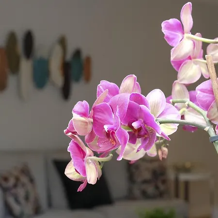Exquisite In Monte Estoril * 카스카이스